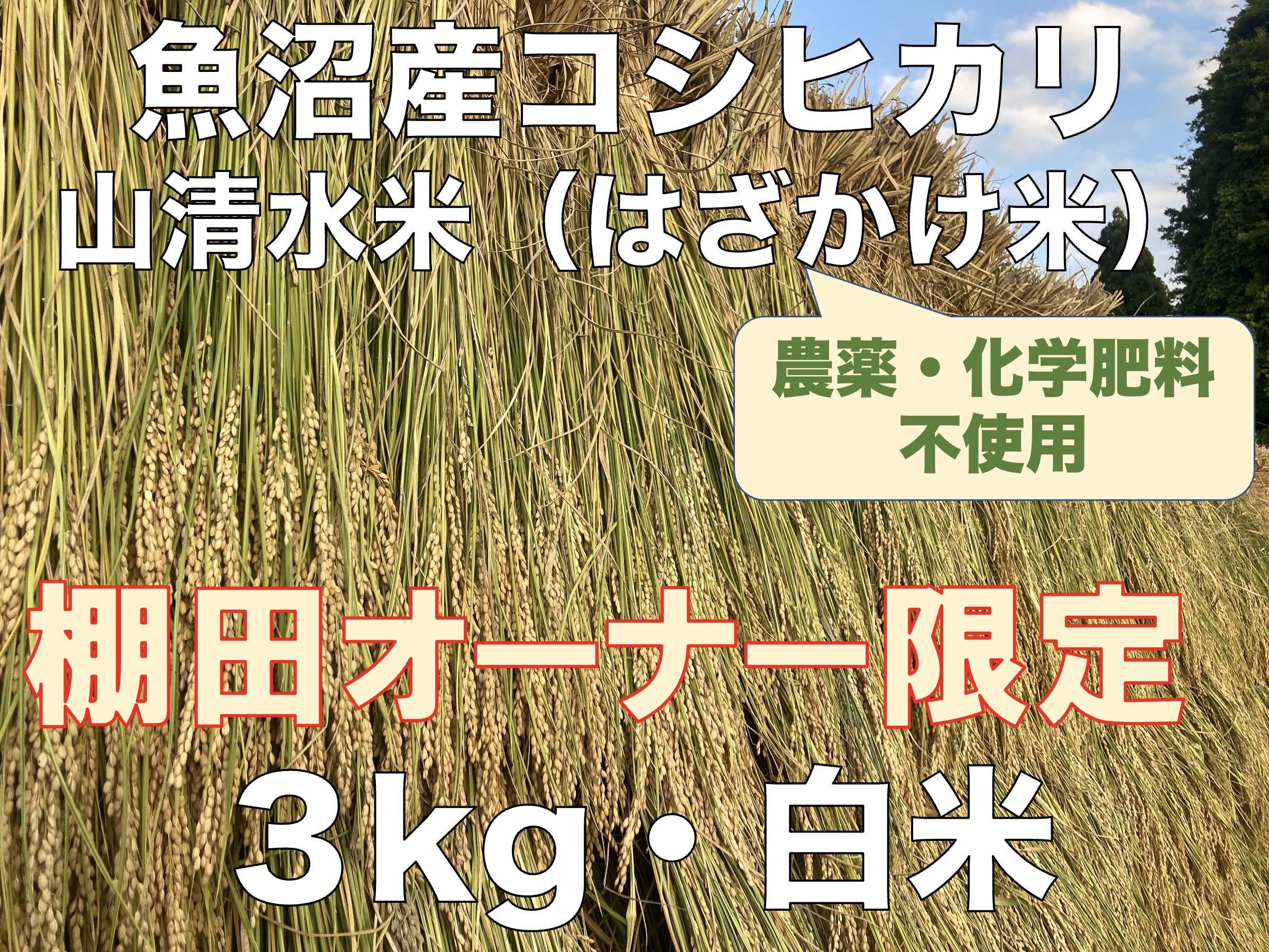 京都府産 値下げ 棚田百選米 古米 精米